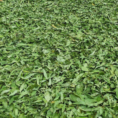 Nhang Khuynh Diệp Dương Minh 180cây nhang sạch 30cm 100% thành phần tự nhiên nhang thơm an toàn không hóa chất - nhang cây hương organic