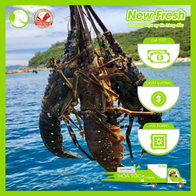 [GIAO NHANH HCM] Tôm Hùm Bông Đông Lạnh - 1 Con 500Gr