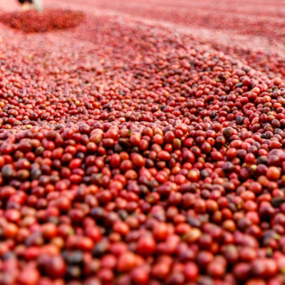 AZZAN SPECIALTY ARABICA 250g - Cà phê đặc sản, hạt rang Espresso/ Cold-Brew, hương vị say đắm