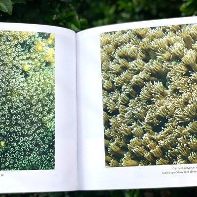 (Sách Song Ngữ) KHÁM PHÁ VIỆT NAM XANH: HÀNH TINH BIỂN - Khám Phá Hệ Sinh Thái Đầy Màu Sắc Dưới Đại Dương - Phạm Thanh Kiều Trang - Alpha Books