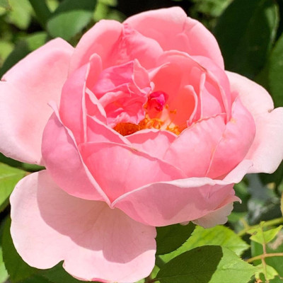 Phân bón hữu cơ đậu tương, đậu nành trứng chuối humic DOCNEEM kích mầm, chồi, hoa chuẩn form trên hoa hồng, cây cảnh, chai 1 lít