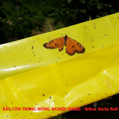 MIẾNG DÁN VÀNG BẪY CÔN TRÙNG NHẬP KHẨU ISRAEL DÙNG TRONG NÔNG NGHIỆP SẠCH NHƯ RAU THỦY CANH, RAU KHÍ CANH VÀ NÔNG NGHIỆP SẠCH (SET 20 ME2T DÀI). Kích thước ngang 0.18M x Dài 20M trải nghiệm