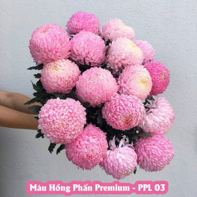 Hủ Bột Nhuộm Màu Hoa Tươi nhập khẩu Israel (1 hủ pha 10L - 12L nước nhuộm màu hoa) an toàn và chuyện nghiệp thuộc công nghệ Israel với hơn 20 màu lựa chọn