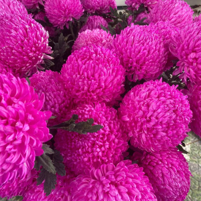 Bột nhuộm hoa tươi màu Hồng Sen nhập khẩu Hiệu Premium Color (1 hủ 10L đến 12L nước màu nhuộm hoa) an toàn và chuyên nghiệp tại shop hoa tươi