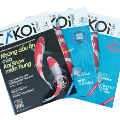 Cá Koi Vietnam - Combo 3 cuốn (Tập 1, 2, 3)