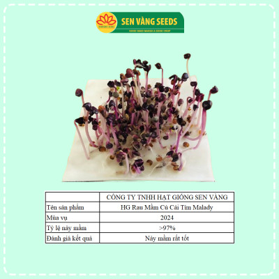 Hạt Giống Rau Mầm Malady - Nhập khẩu Ý, nảy mầm >95%, siêu dinh dưỡng, chuẩn màu tím đậm, dễ trồng - HẠT GIỐNG SEN VÀNG