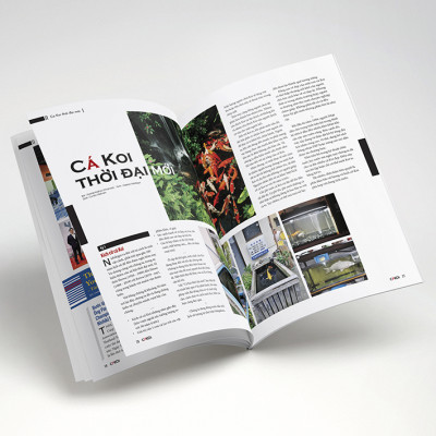 Cá Koi Vietnam - Tập 13