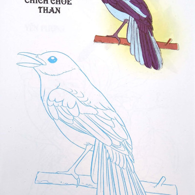 Tập Tô Màu - Các Loài Chim