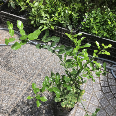 Cây chúc giống, cây chanh thái cao khoảng 60cm, có nhánh, hơn 1 năm tuổi