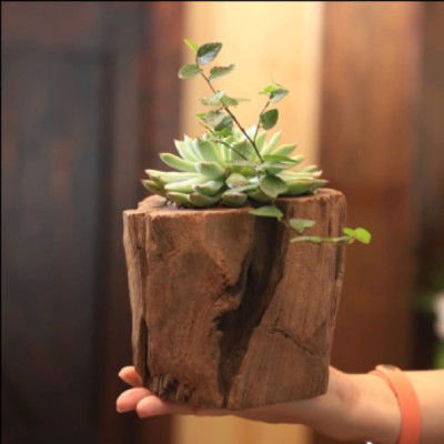 Chậu Cây Gỗ Tự Nhiên