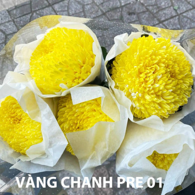 BỘT MÀU NHUỘM HOA Tươi Cao Cấp Premium Color pha 12L màu chuẩn Công Nghệ Israel An Toàn và chuyên nghiệp