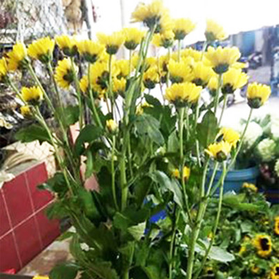 Combo 2 Chai Nước Cắm Hoa Lâu Tàn và Kiềm hoa không nở 15 ngày tại nhà vườn trồng hoa bằng dung dịch bảo quản hoa TOG Galileo của Israel