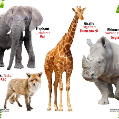 Từ Điển Bằng Tranh - Thế Giới Động Vật