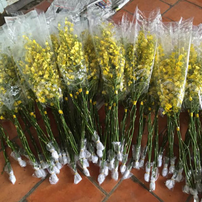 Set 2kg Dung Dịch Xử Lý Hoa Lan Vũ Nữ Tươi Lâu Longlife SG Israel - Food For Cut Flower (1kg pha được 100L dung dịch) là dung dịch trong TIP Nhựa bảo quản Hoa Lan Vũ Nữ cắt cành tươi lâu