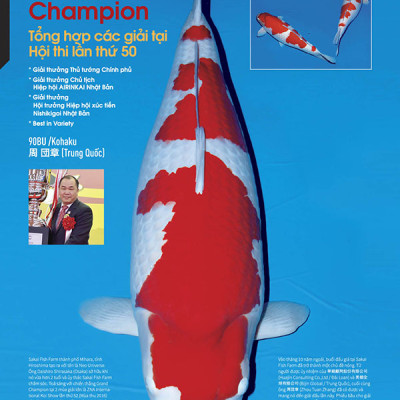 Cá Koi Vietnam - Combo 3 cuốn (Tập 1, 2, 3)