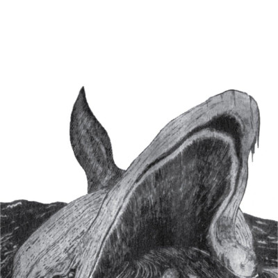 Sự Tích Các Loài Vật