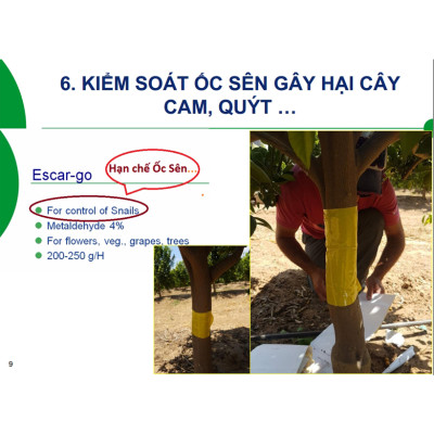 KEO DÍNH BẪY RUỒI MÀU VÀNG CỦA ISRAEL (CUỘN 20 MÉT TRẢI NGHIỆM) VÀ BẪY CÁC LOẠI CÔN TRÙNG KHÁC TRONG NÔNG NGHIỆP NHƯ BỌ PHẤN TRẮNG, BỌ TRĨ, BƯỚM, ỐC SÊN ...