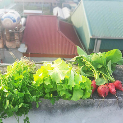 Set 6 Hạt Giống Hữu Cơ Xà Lách Nhập Khẩu Bồ Đào Nha 100% Ogranic, hiệu Minigarden Lettuce - Maravilla De Verano (Túi từ 1.500 - 2.100 hạt) Tỷ lệ nảy mầm cao