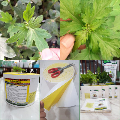 KEO DÍNH BẪY RUỒI MÀU VÀNG CỦA ISRAEL (CUỘN 20 MÉT TRẢI NGHIỆM) VÀ BẪY CÁC LOẠI CÔN TRÙNG KHÁC TRONG NÔNG NGHIỆP NHƯ BỌ PHẤN TRẮNG, BỌ TRĨ, BƯỚM, ỐC SÊN ...