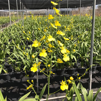 Dung Dịch Cắm Hoa Lan Vũ Nữ Lâu Tàn dạng bột của Israel (Combo 100 gói) giúp hoa lan nở đến nụ cuối cùng và hạn chế đen gốc hoa