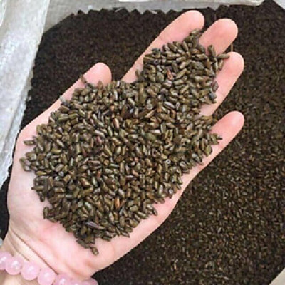 Hạt muồng phơi khô túi 1kg