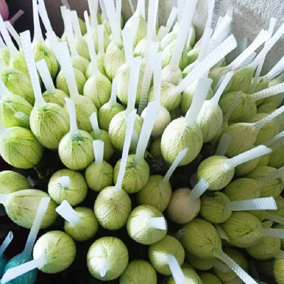 10 chai Nhuộm Hoa tươi dạng nước (Chai 1L x 10 Màu) Công Nghệ Israel giúp hoa nhuộm đổi màu theo ý muốn nhuộm trên 250 cành hoa x 1 chai