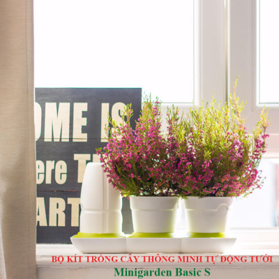Chậu Để Bàn Tự Tưới và Tự bón phân Basic S , nhập khẩu Minigarden dành cho người yêu cây xanh nhưng không có thời gian chăm sóc cây (Giải pháp trồng cây TỰ DƯỠNG bền vững) (1 bộ gồm 2 chậu S, 1 khay hứng nước, 1 bình chứa nước và phân)