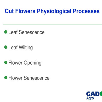 Nước cắm hoa lâu tàn (Set 100 gói) dạng bột nhập khẩu Israel Food For CUT Flowers mỗi gói tạo ra 0.5L dung dịch xử lý hoa cắm bình