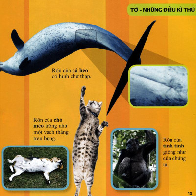 Cuốn Sách Lớn Đầu Tiên Của Tớ - Những Câu Hỏi Tại Sao - Bìa Cứng (Tái Bản 2024)