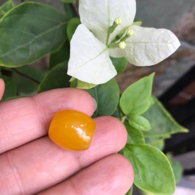 MẶT DÂY CHUYỀN HẠT LU THỐNG CHẤT LIỆU ĐÁ MÃ NÃO MÀU VÀNG TƯƠI LẠ ĐẸP Size Dài 14mm x dầy 13mm