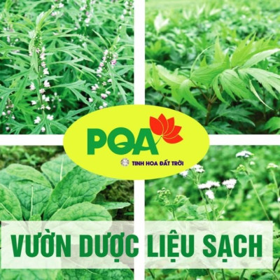 Đinh Hương Tai Hồng PQA Giúp Ấm Dạ, Giáng Khí Dùng Cho Trẻ Nhỏ Và Người Già Nôn Trớ, Nấc, Nghẹn, Buồn Nôn Chai 125ml