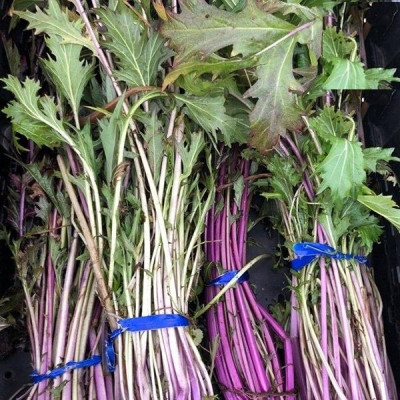 Hạt giống rau cải đuôi phụng đỏ CT343 - Gói 20gram