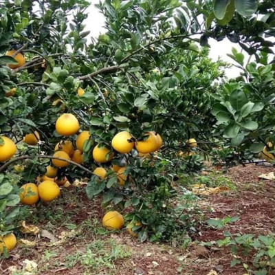 Tinh dầu Bưởi Chùm (bưởi Hồng, bưởi Úc) 100ml Mộc Mây - tinh dầu thiên nhiên nguyên chất 100% - chất lượng và mùi hương vượt trội