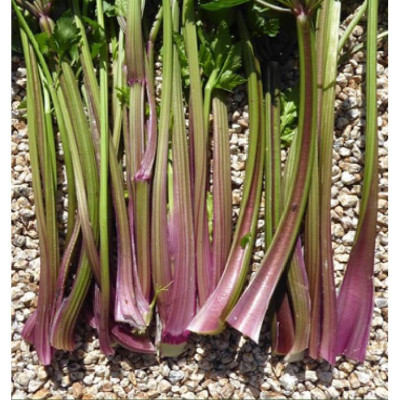 Hạt giống rau cần tây đỏ CT328 - Gói 0.5gram