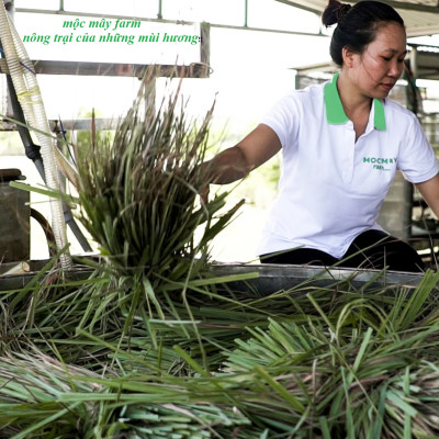 Tinh dầu sả chanh 50ml Mộc Mây - tinh dầu nguyên chất 100% từ thiên nhiên - chất lượng và mùi hương vượt trội