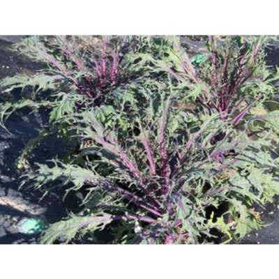 Hạt giống rau cải đuôi phụng đỏ CT343 - Gói 20gram