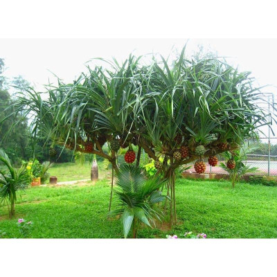 cây giống cây dứa dại