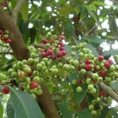 CÂY GIỐNG SẮN THUYỀN F1 SIÊU SỚM