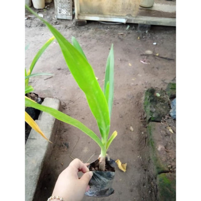 Combo 2 cây giống náng hoa trắng