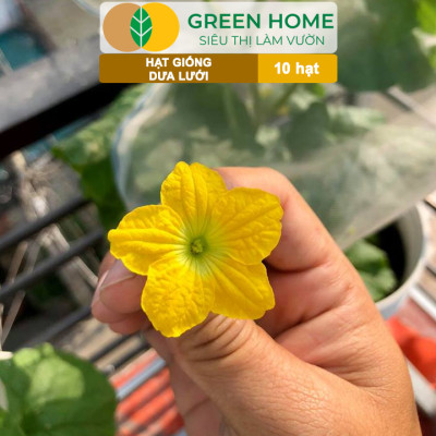 Hạt Giống Dưa Lưới Ruột Vàng Greenhome, Gói 10 Hạt, Dễ Trồng Quanh Năm, Nảy Mầm Cao, Thu Hoạch Nhanh, Năng Suất Cao T14