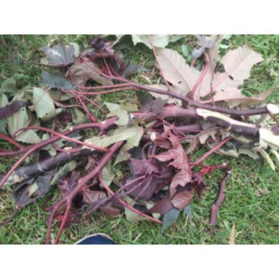 Lá thầu dầu tía tươi 1kg. Chỉ ship khu vực Miền Bắc