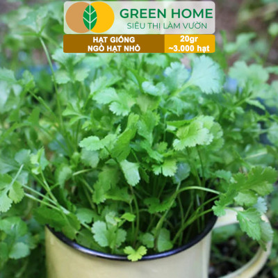 Hạt Giống Gia Vị Greenhome, Nhiều Loại, Trồng Chậu, Dễ Trồng, Chịu Nhiệt, Trồng Quanh Năm, Năng Suất