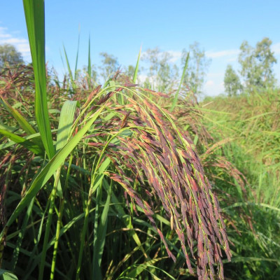 Combo 2 sản phẩm  Gạo Lứt Tím Hạt Ngọc Trời Hộp 1Kg - Cơm mềm dẻo, thơm đặc trưng - Hỗ trợ giảm cân, tiểu đường