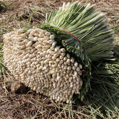 Tinh dầu Sả Chanh nguyên chất Mộc Mây - Xuất khẩu Châu Âu, xông phòng, khử mùi, thơm phòng, đuổi muỗi, thư giản