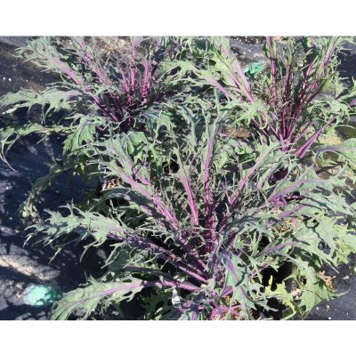 Hạt giống rau cải đuôi phụng đỏ CT343 - Gói 20gram