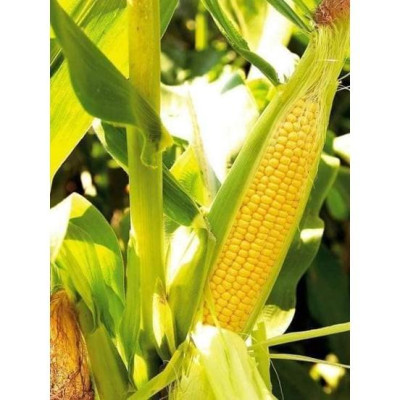 Hạt giống Bắp vàng Siêu ngọt (bắp ngọt vang mỹ ) Nova KNS36 - gói 50gram