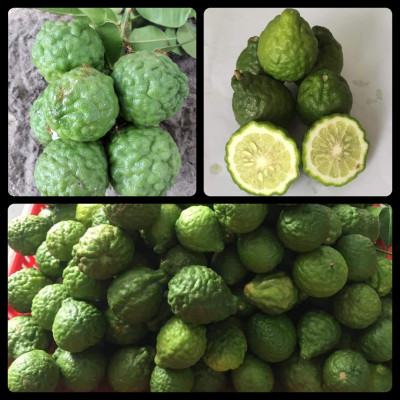 Tinh dầu Chanh tươi (Chanh Thái) 100ml Mộc Mây - tinh dầu thiên nhiên nguyên chất 100% - chất lượng và mùi hương vượt trội - Có kiểm định