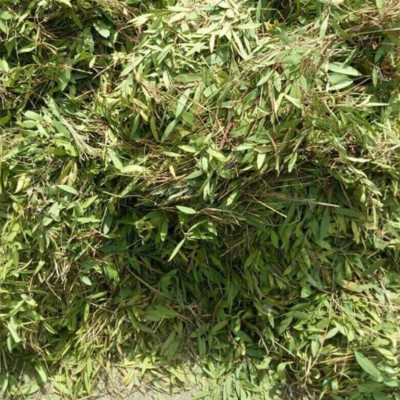 Tinh dầu Tràm Organic hữu cơ 50ml Mộc Mây - tinh dầu thiên nhiên nguyên chất 100% - dùng xông tắm ngừa cảm lạnh, giảm côn trùng cắn đốt cho Bé, Trẻ sơ sinh và Trẻ nhỏ | An toàn cho làn da nhạy cảm của Bé