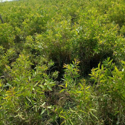 Tinh dầu Tràm Organic hữu cơ 50ml Mộc Mây - tinh dầu thiên nhiên nguyên chất 100% - dùng xông tắm ngừa cảm lạnh, giảm côn trùng cắn đốt cho Bé, Trẻ sơ sinh và Trẻ nhỏ | An toàn cho làn da nhạy cảm của Bé