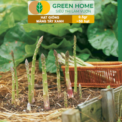 Hạt Giống Măng Tây Xanh Greenhome, Gói 0.5g~50 hạt, Dễ Trồng Quanh Năm, Nảy Mầm Cao, Thu Hoạch Nhanh, Năng Suất Cao T19